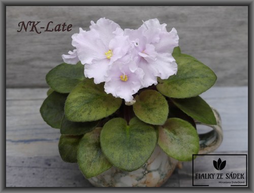 NK-Late